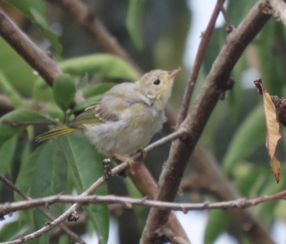 Yellow Warbler - ML354460291