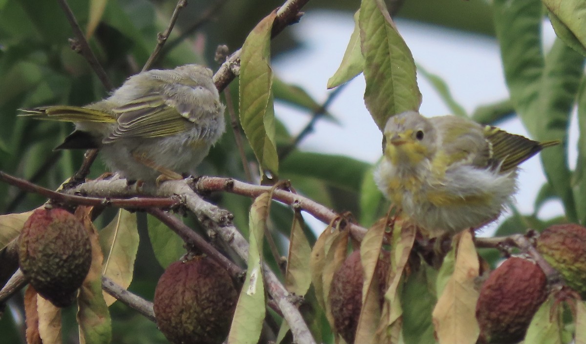 Yellow Warbler - David Trissel