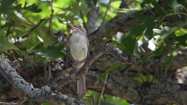 Clay-colored Sparrow - ML354461991