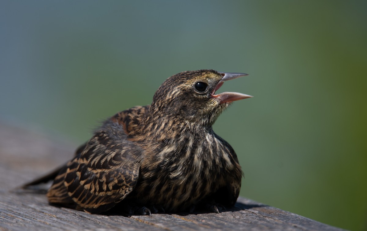 Red-winged Blackbird - Joyce Chase