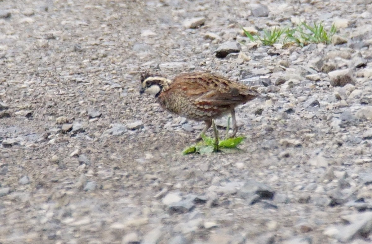 Northern Bobwhite - Dennis Mersky