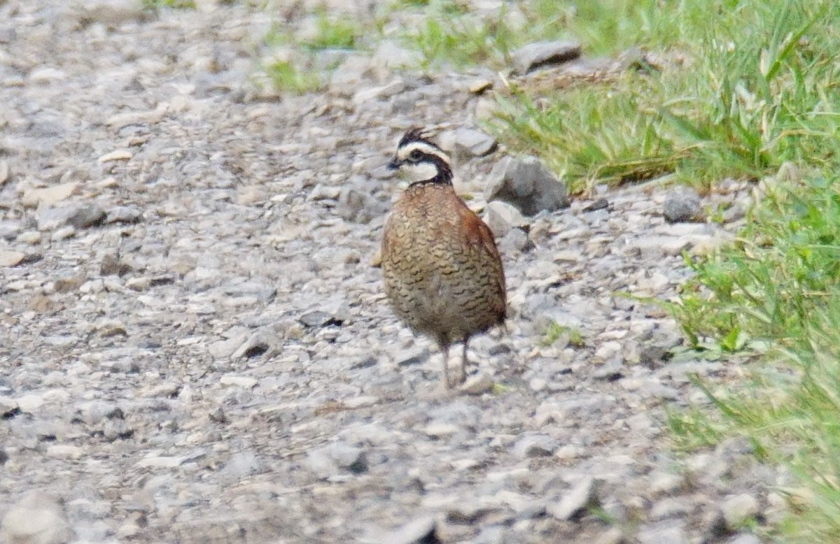 Northern Bobwhite - Dennis Mersky