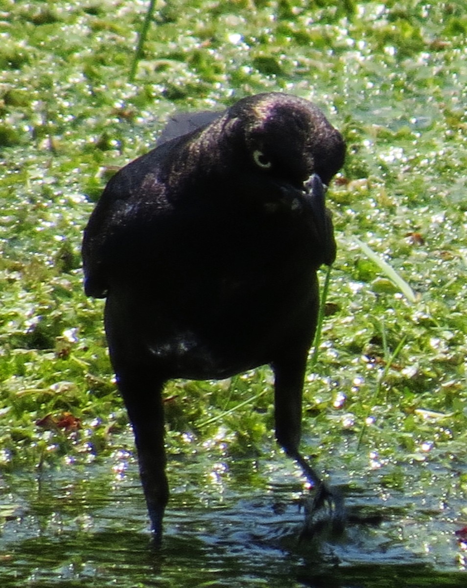 Brewer's Blackbird - ML354463871