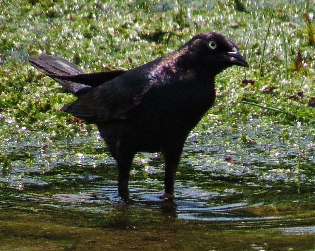 Brewer's Blackbird - ML354463891