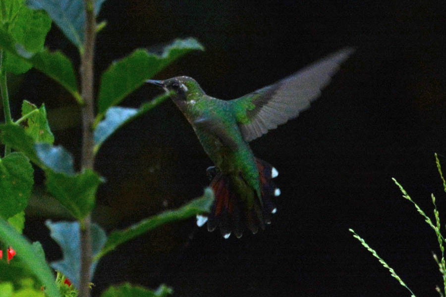 Green-breasted Mango - ML354465501