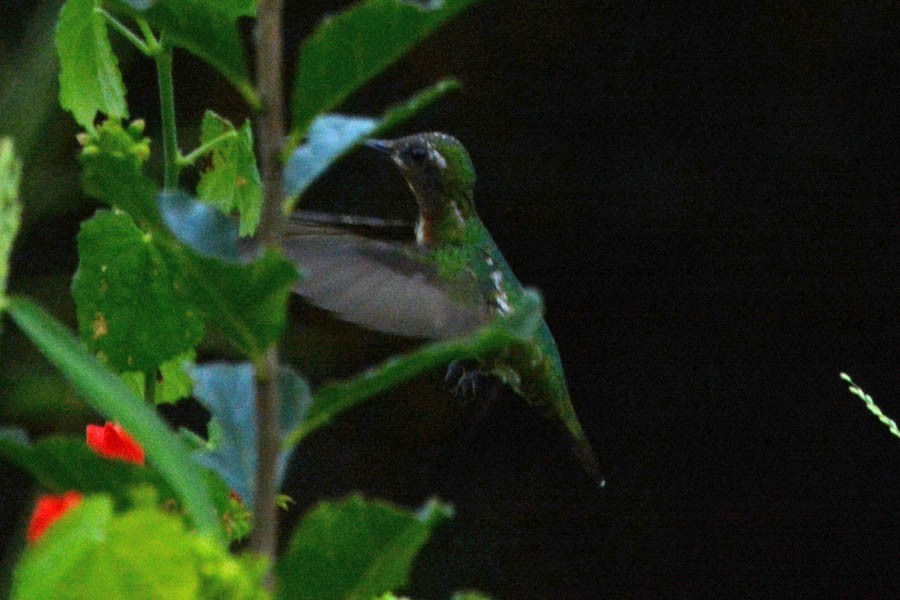 Green-breasted Mango - ML354465511