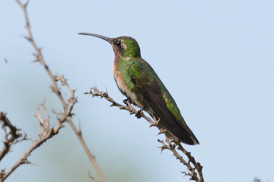 Green-breasted Mango - ML354465531