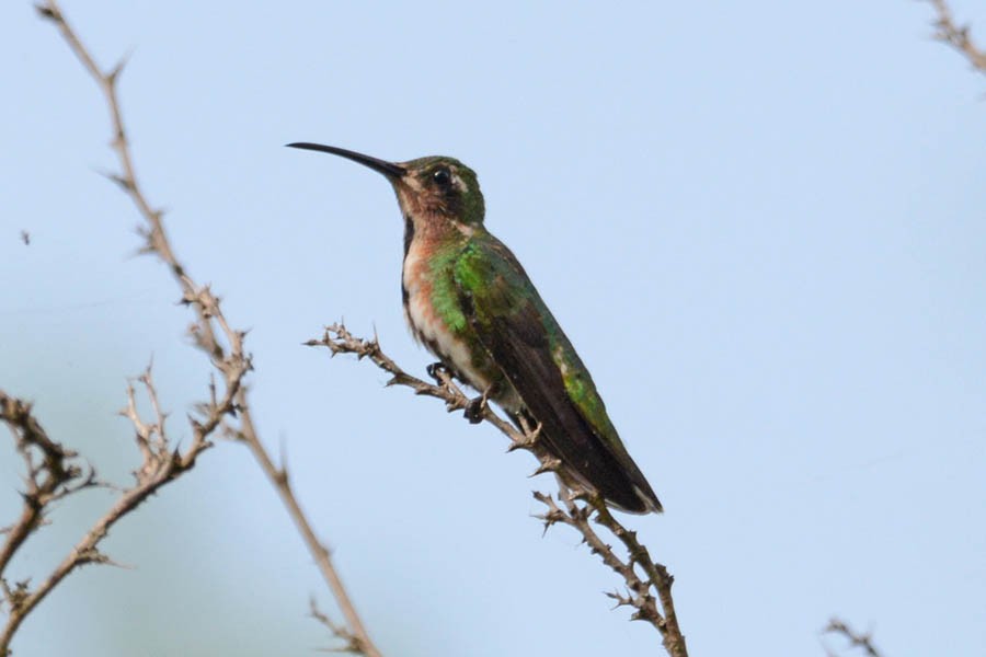 Green-breasted Mango - ML354465551