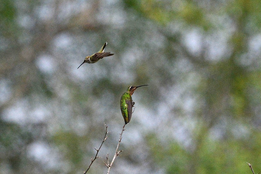 Green-breasted Mango - ML354465581