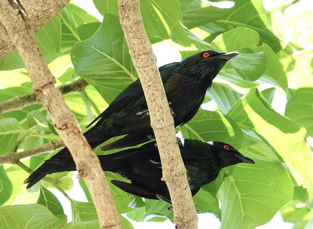 Metallic Starling (Metallic) - ML354465591