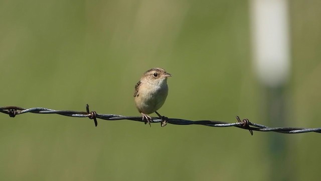 Sedge Wren - ML354467481