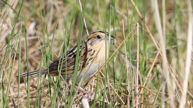 LeConte's Sparrow - ML354468001