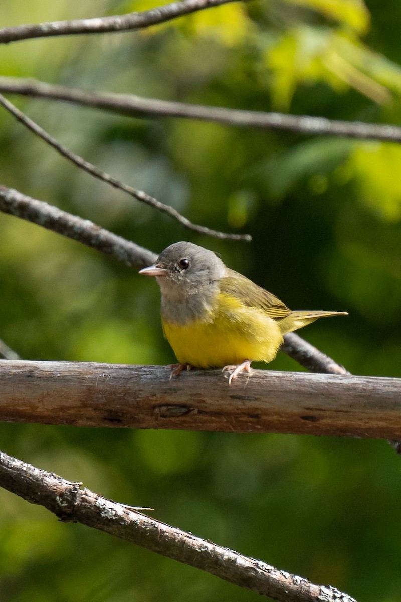 Mourning Warbler - Mark Syvertson