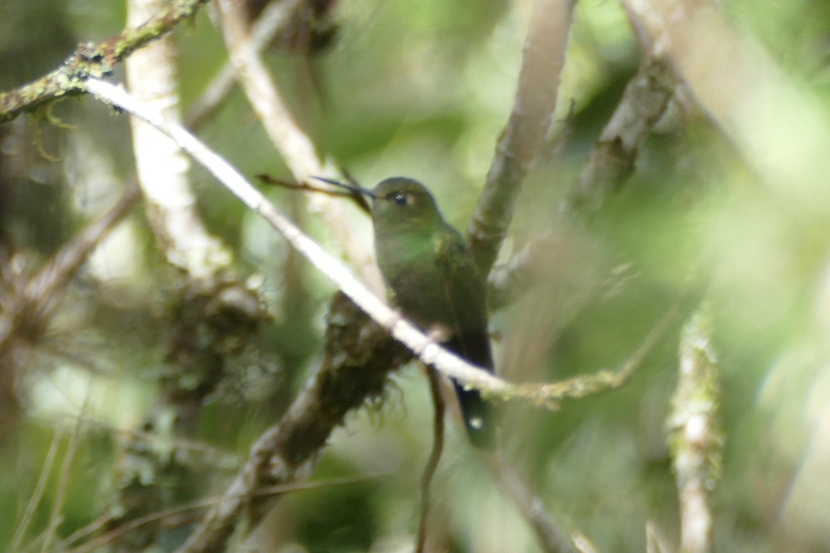 Buff-thighed Puffleg - ML354468631