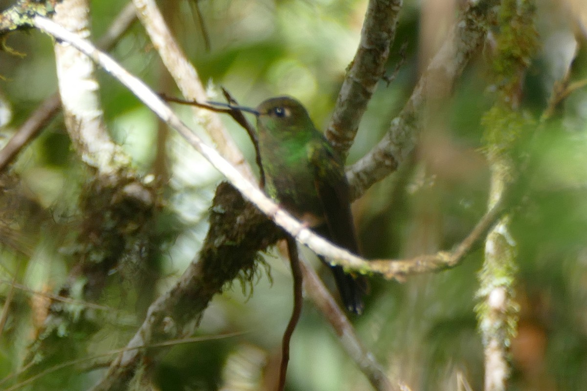 Buff-thighed Puffleg - ML354468641