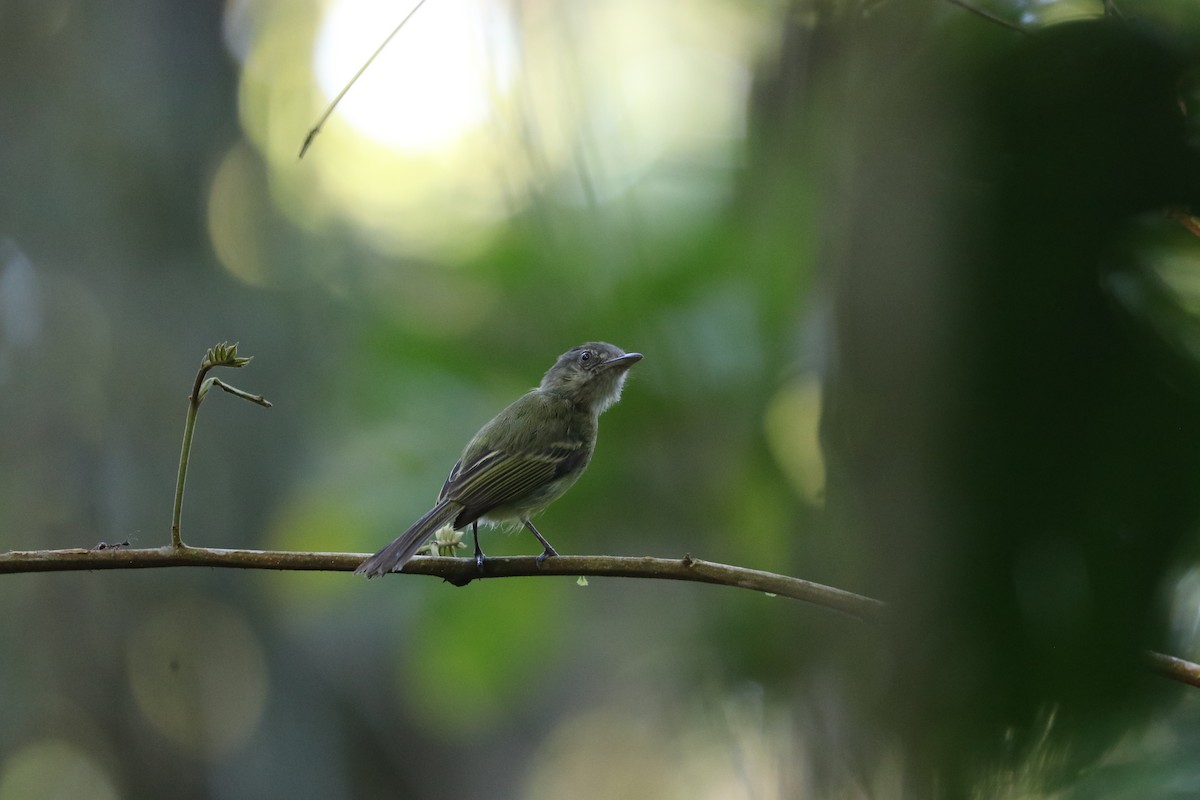 Yellow-olive Flatbill - ML354468821