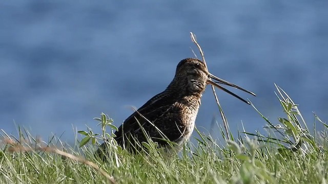 Wilson's Snipe - ML354469581