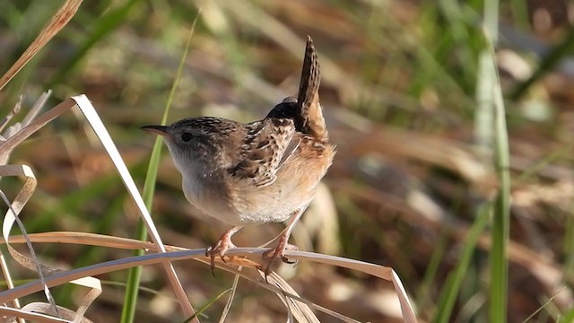 Sedge Wren - ML354469981