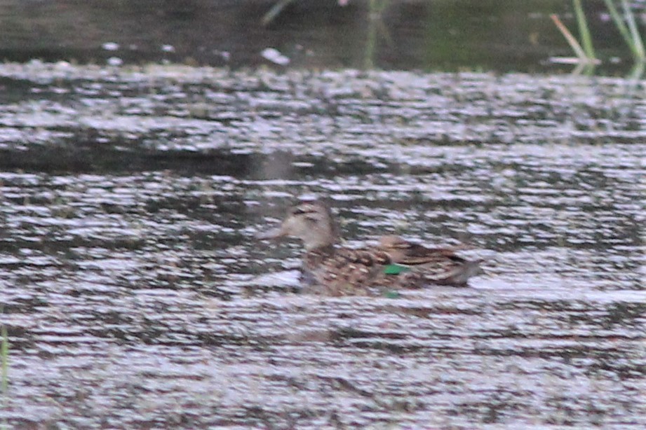 Green-winged Teal - Harold Forsyth