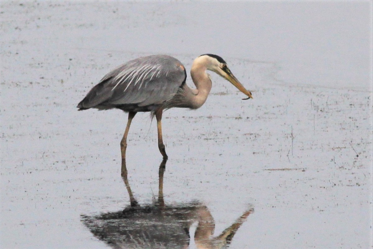 Great Blue Heron - Harold Forsyth