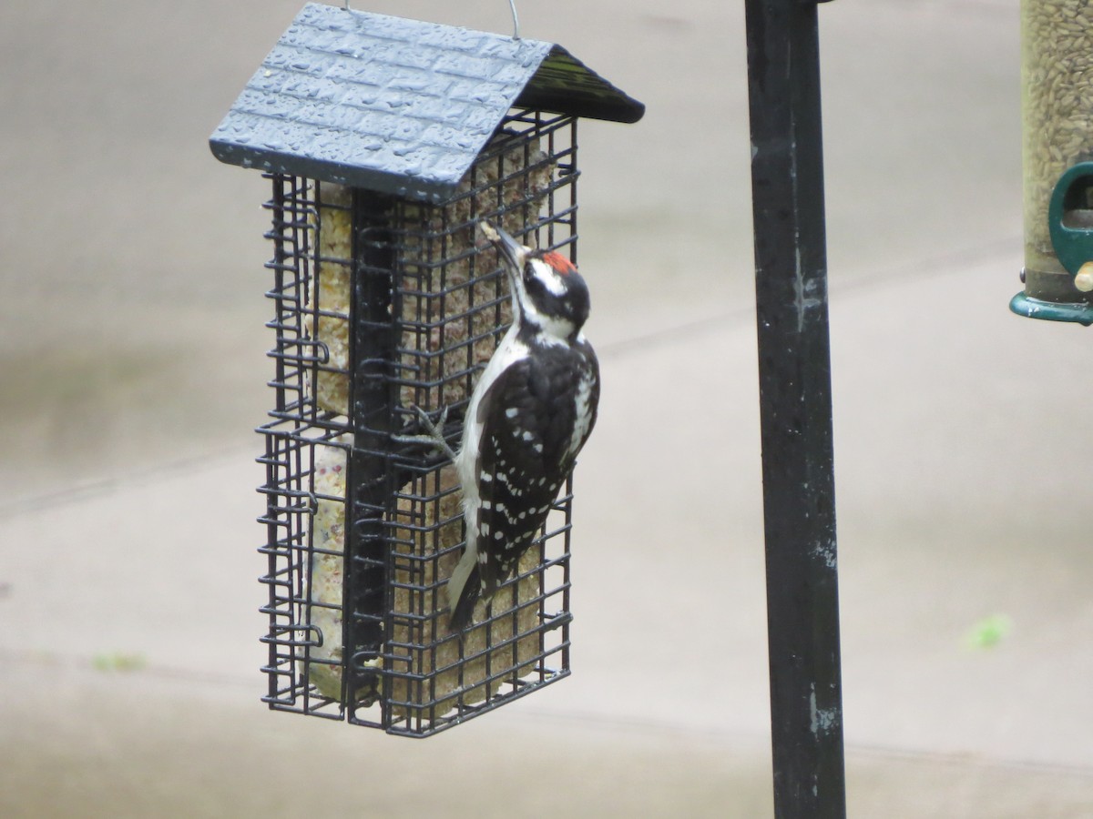 Hairy Woodpecker - ML354471941