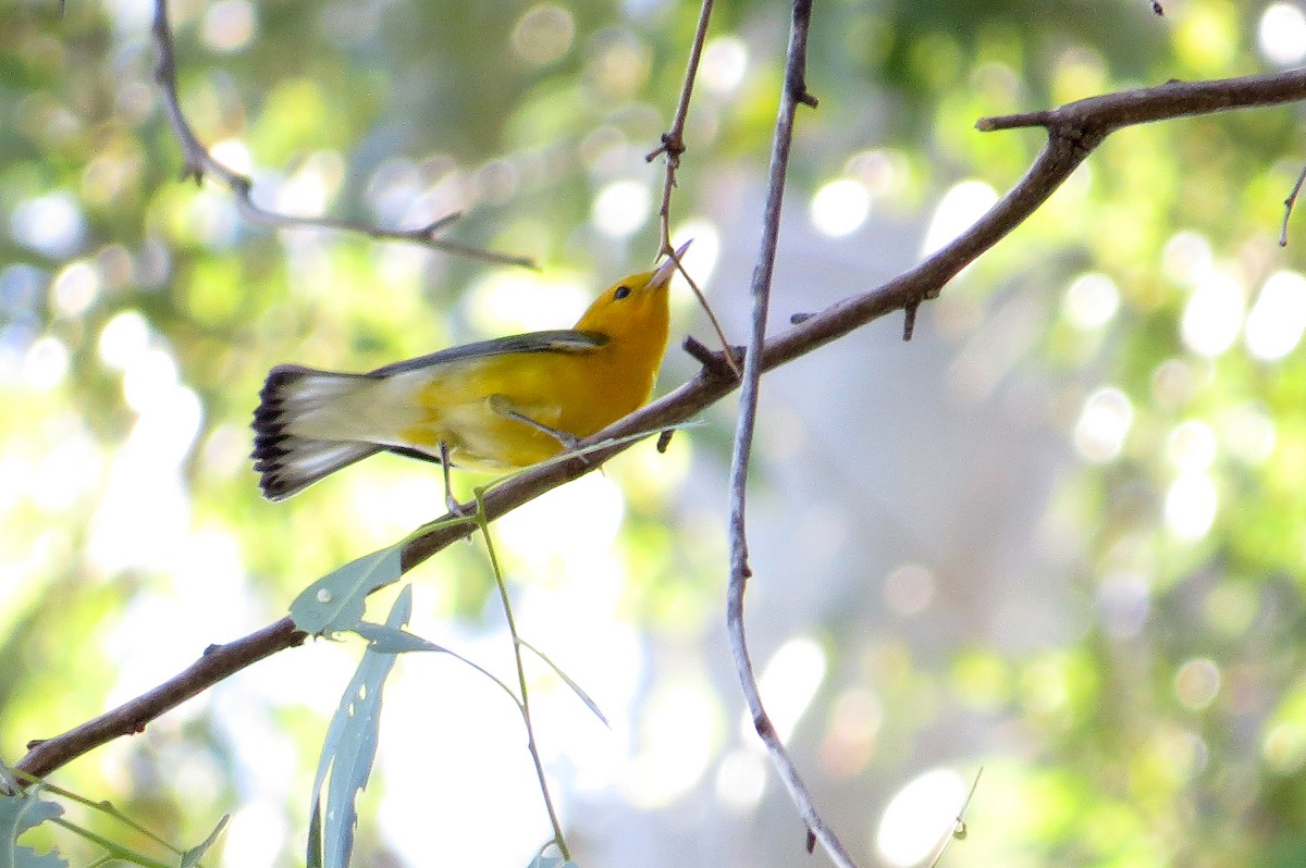 Prothonotary Warbler - ML35447271