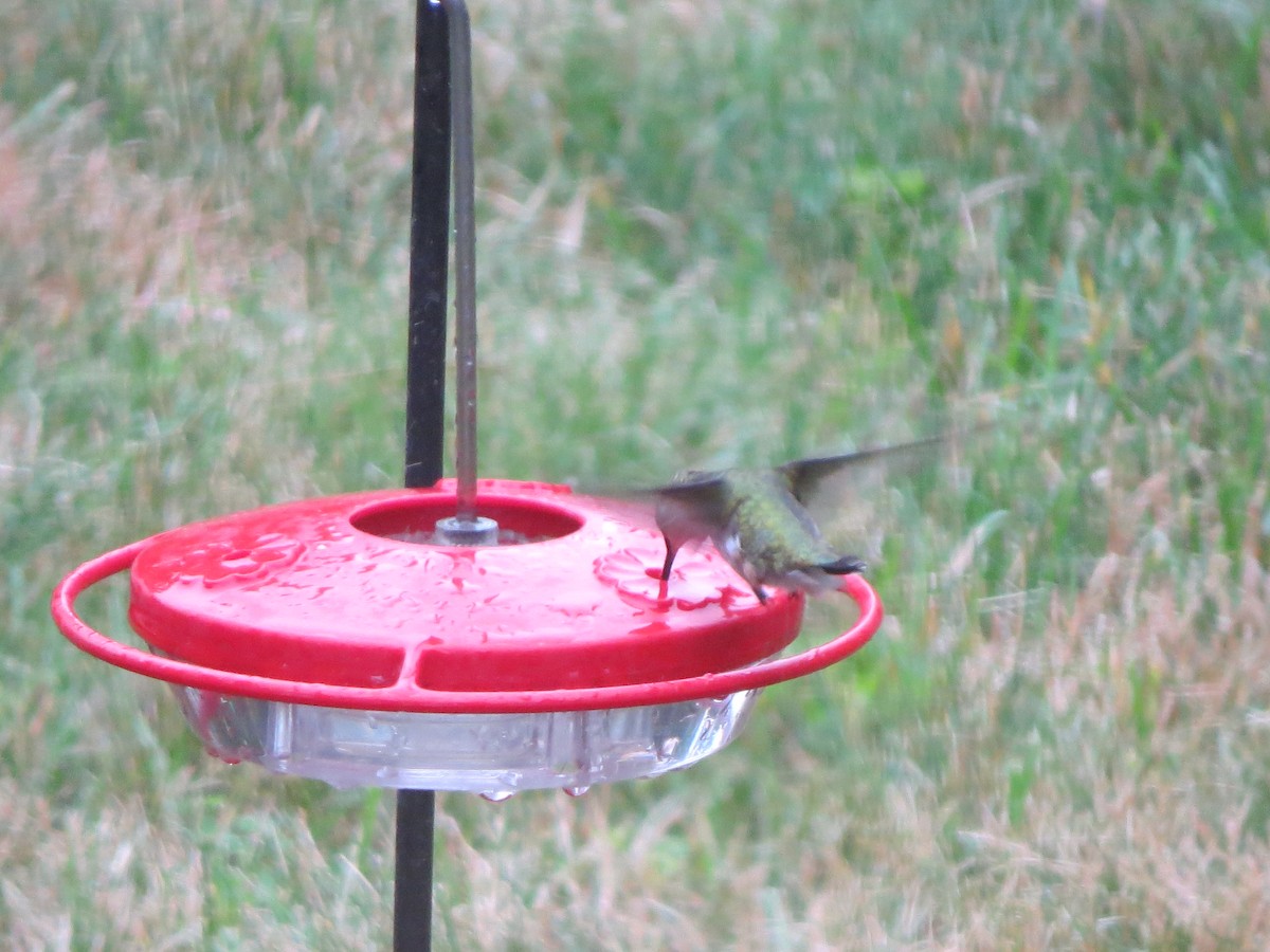 Ruby-throated Hummingbird - ML354473241