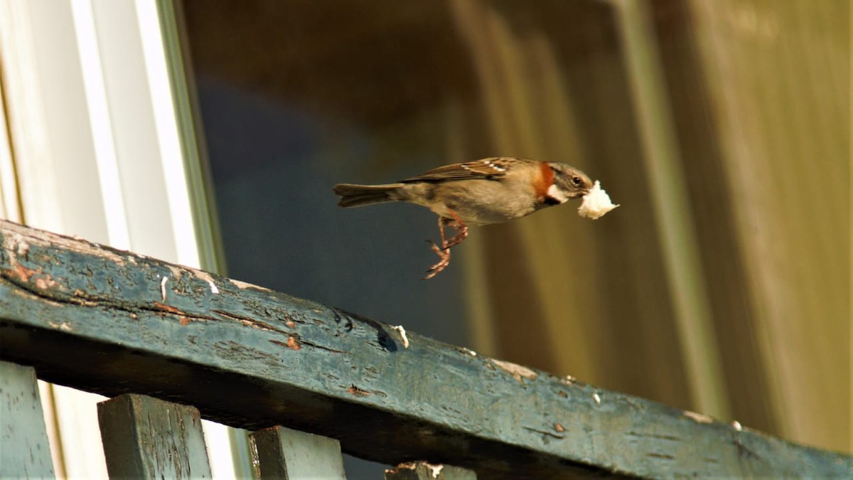 Rufous-collared Sparrow - ML354473331