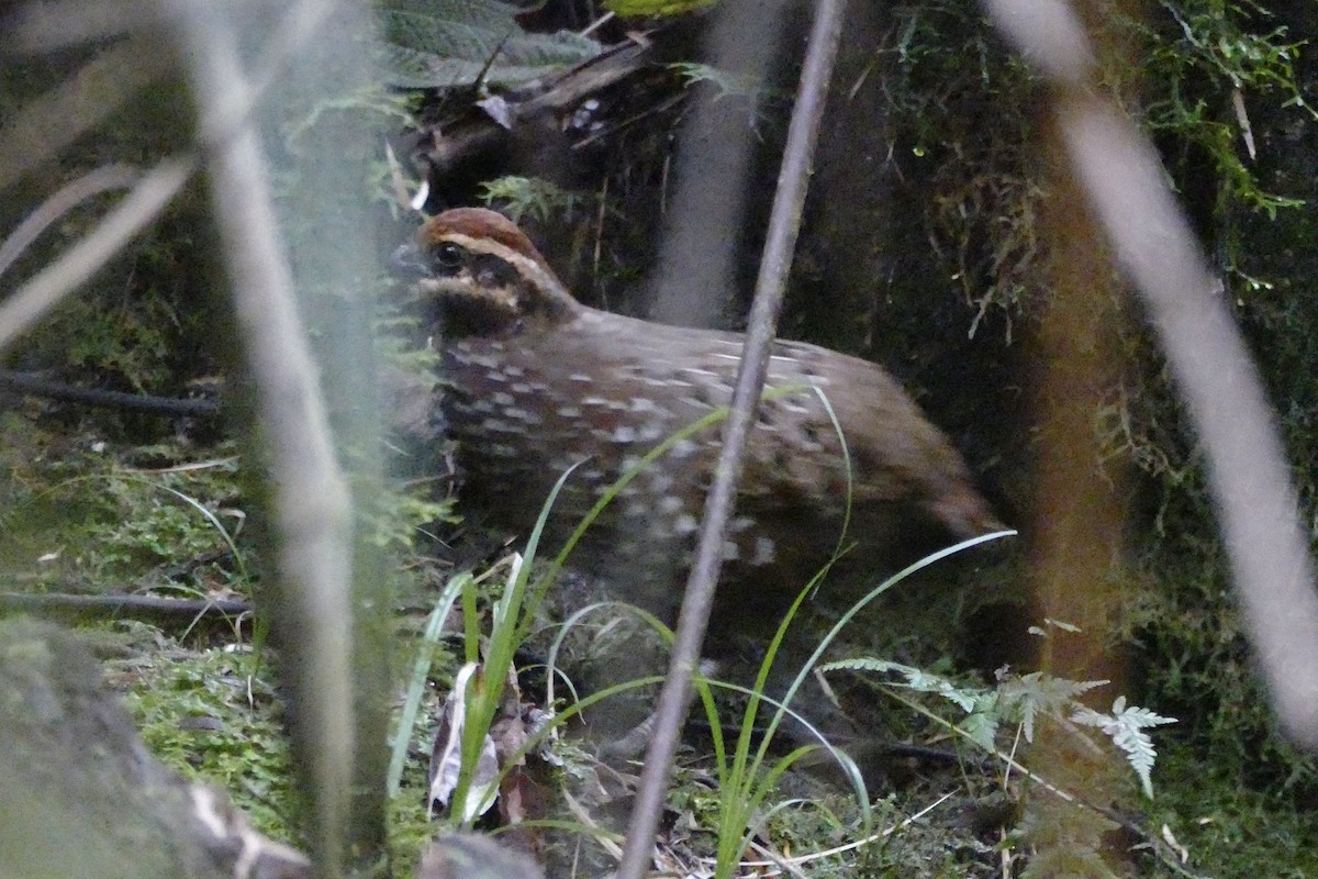 Stripe-faced Wood-Quail - Peter Kaestner