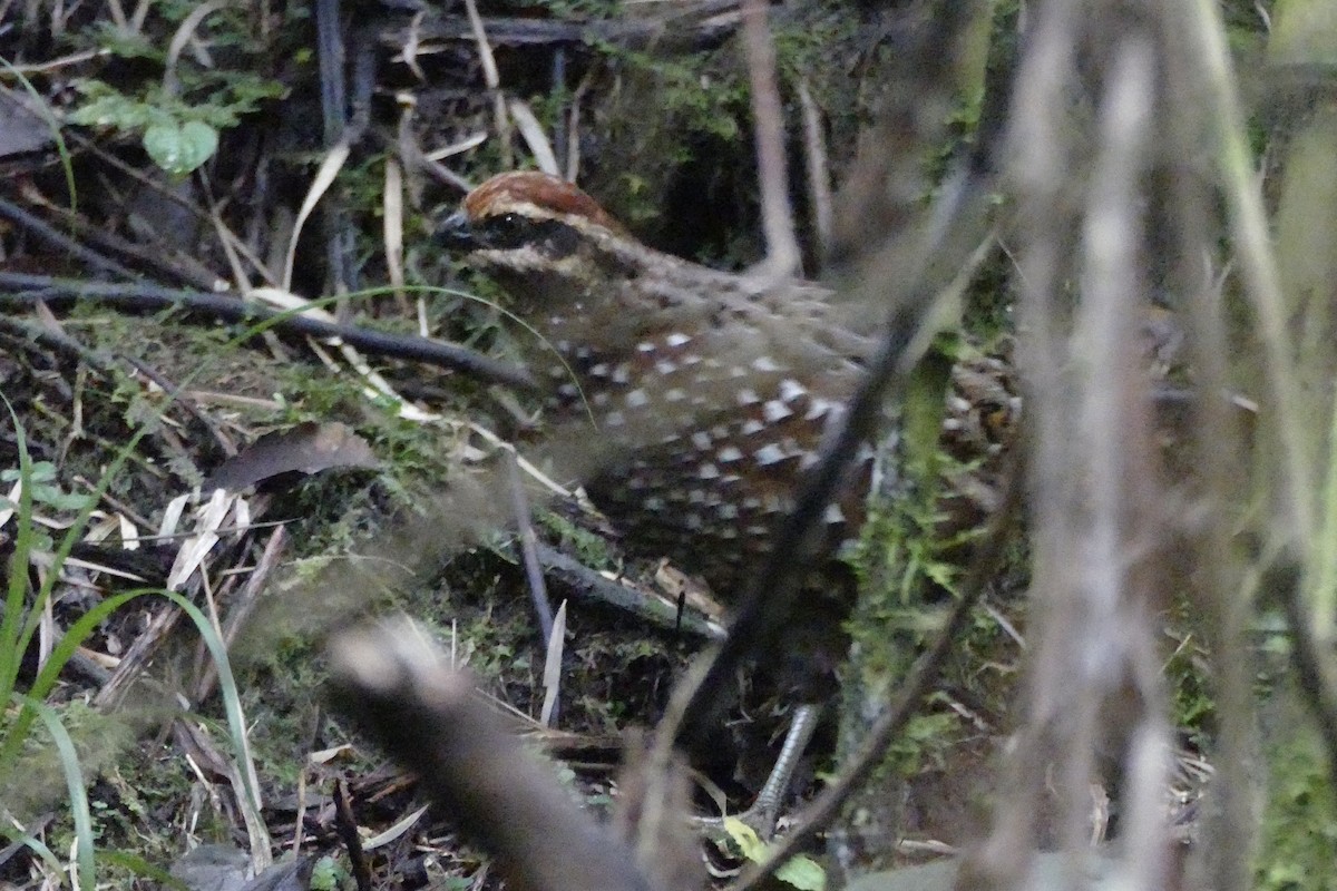 Stripe-faced Wood-Quail - Peter Kaestner