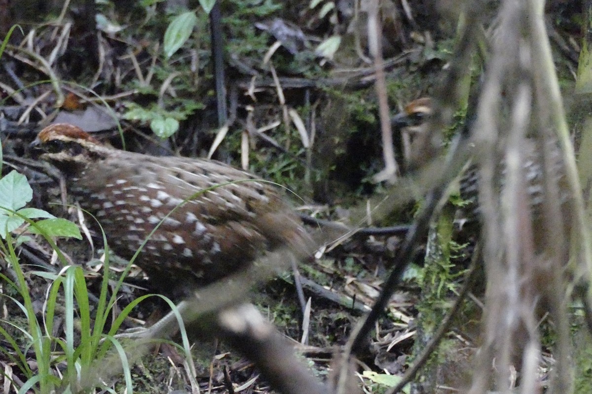 Stripe-faced Wood-Quail - ML354477211