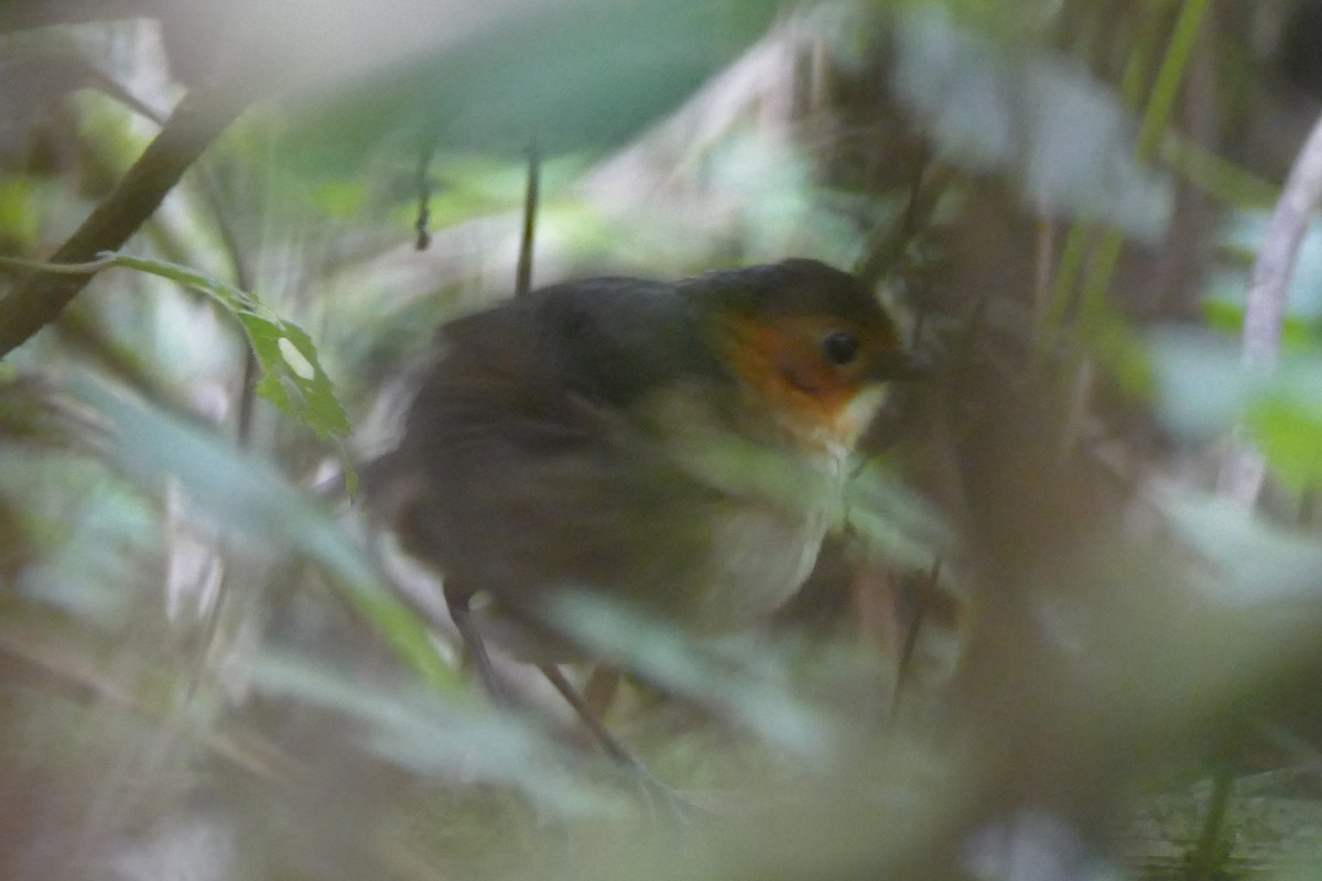 Rufous-faced Antpitta - ML354477301