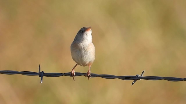 Sedge Wren - ML354477351