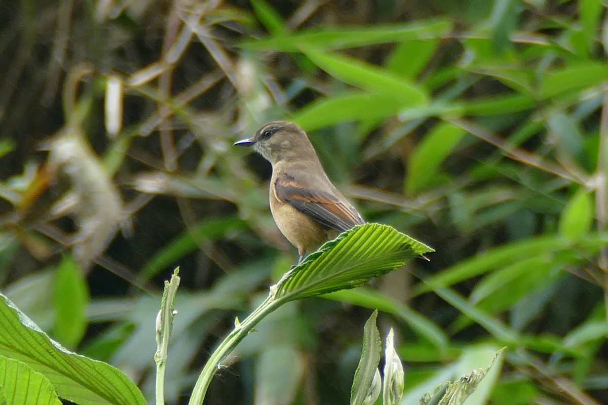 Rufous-bellied Bush-Tyrant - ML354477531