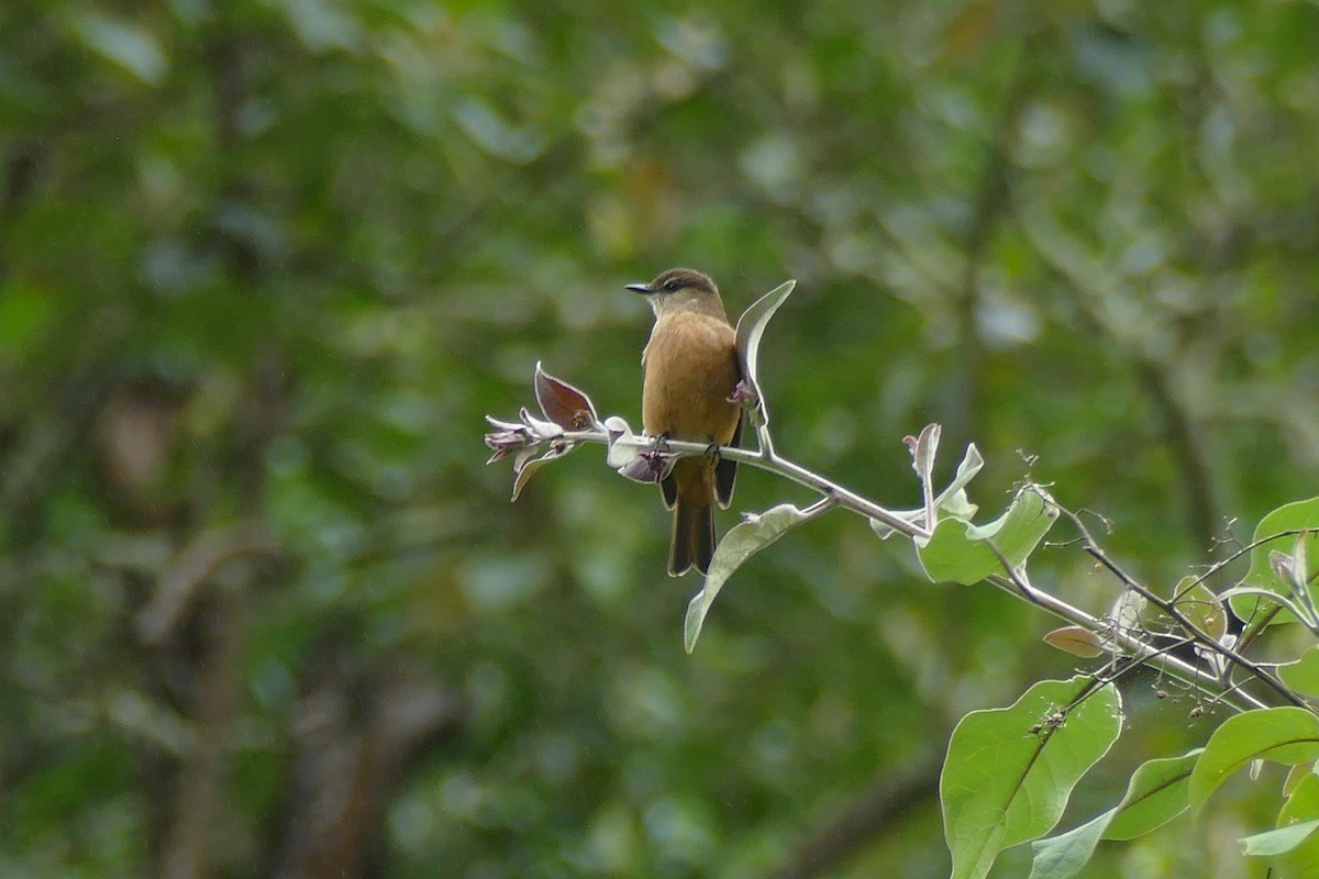 Rufous-bellied Bush-Tyrant - ML354477541