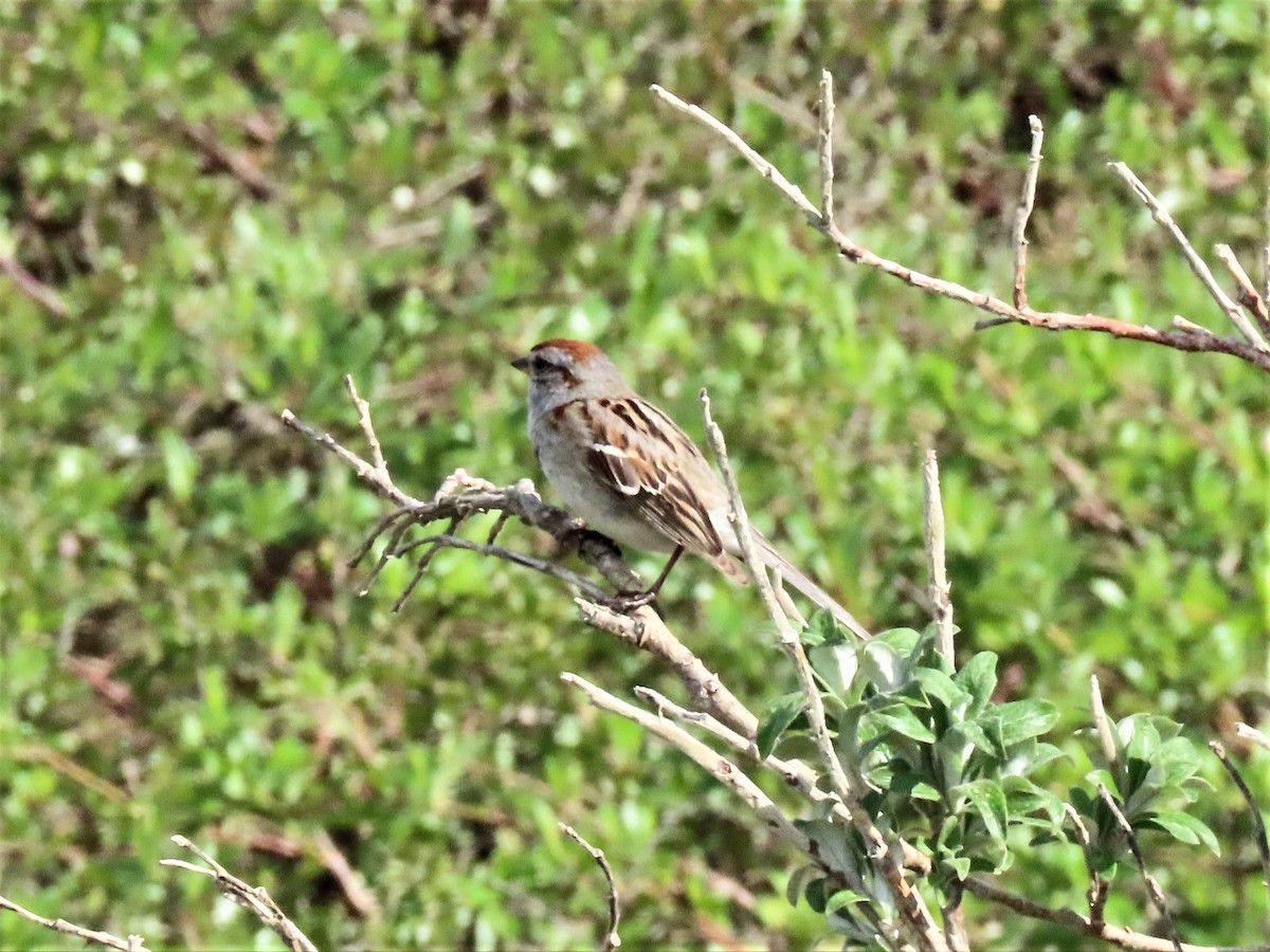 Chingolo Arbóreo - ML354478401