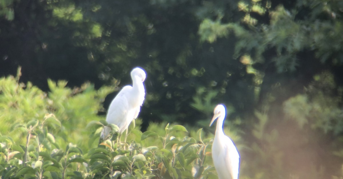 Little Blue Heron - ML354478581