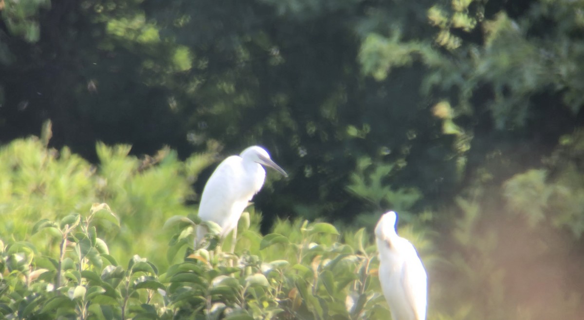 Little Blue Heron - ML354478591