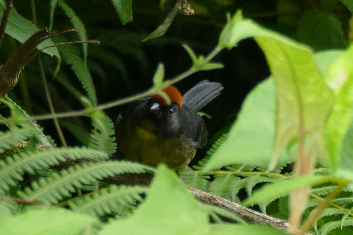 Black-faced Brushfinch - ML354478891