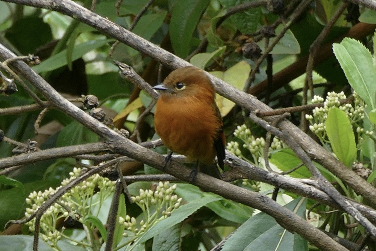 Cinnamon Flycatcher - ML354479161