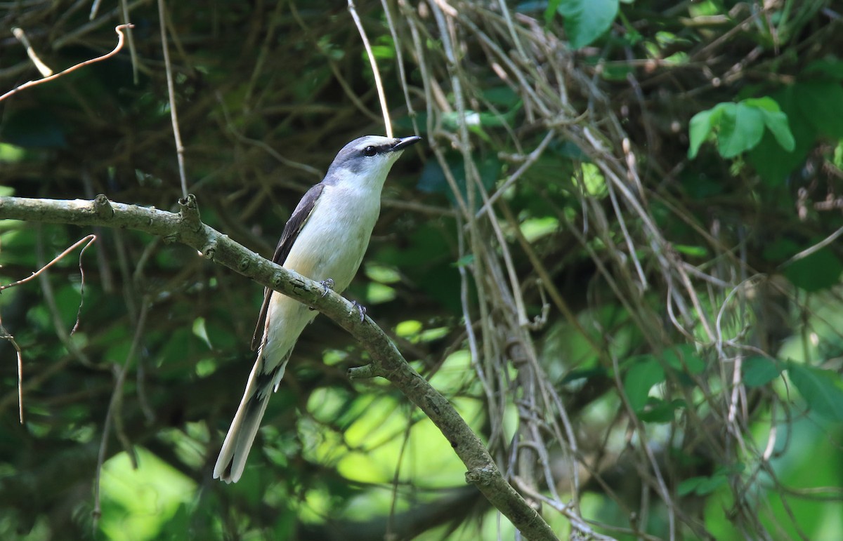 Brown-rumped Minivet - ML35447921