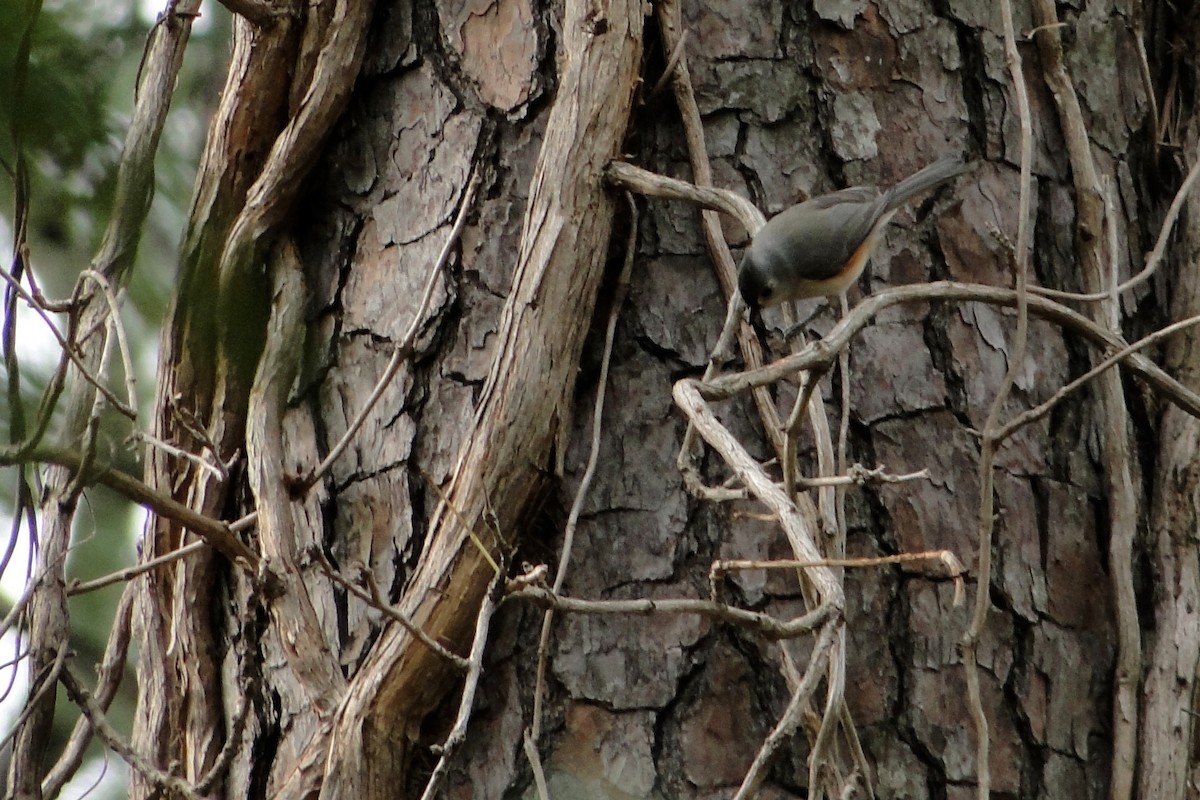 Tufted Titmouse - ML35447931