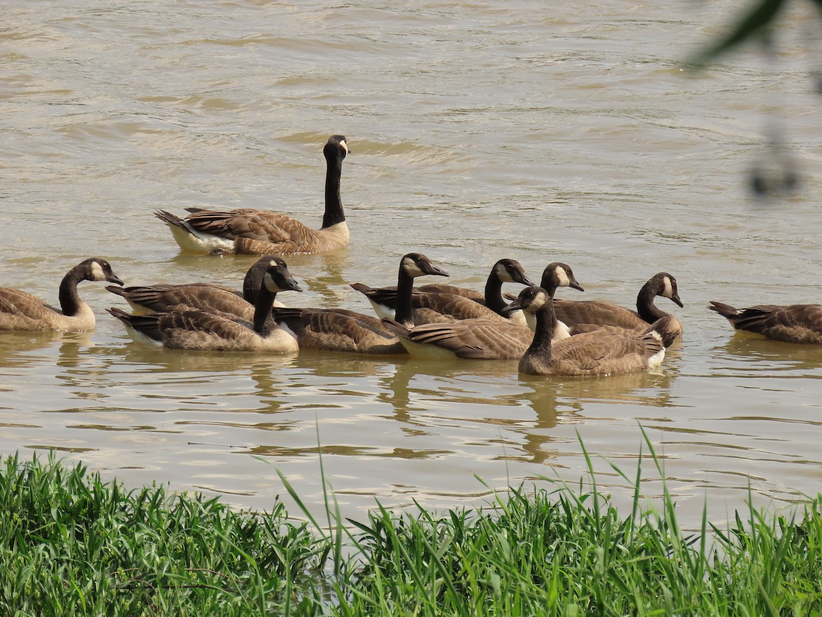 Canada Goose - Jim Proffitt