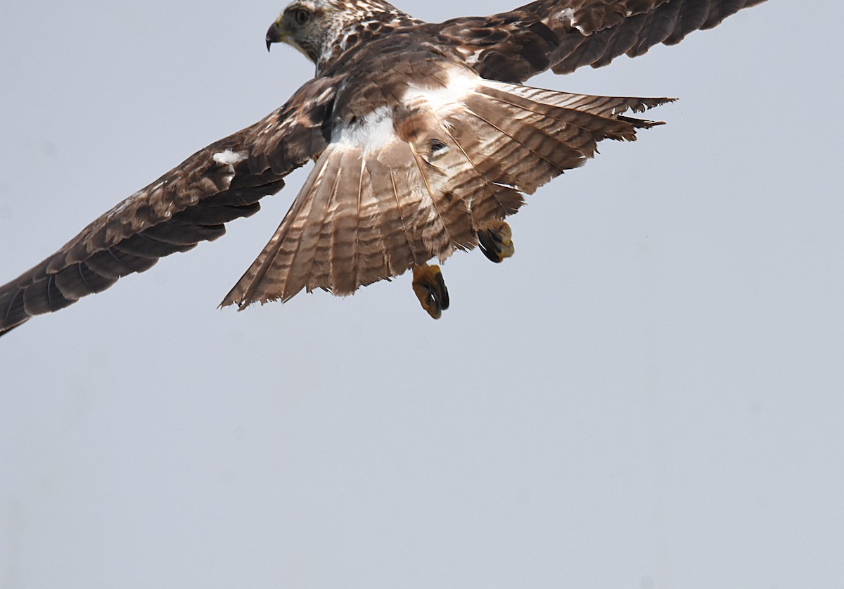 Red-tailed Hawk - Glenn Wyatt