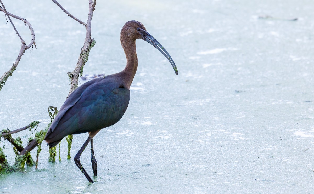 White-faced Ibis - ML35448101