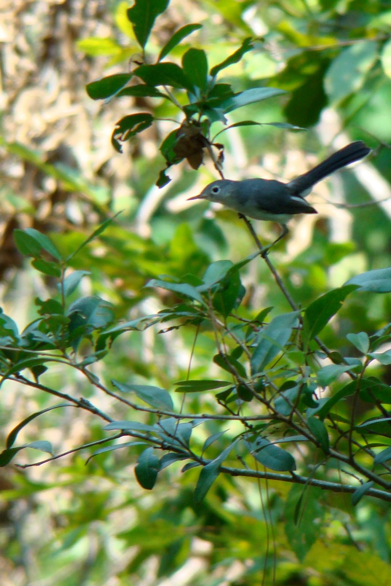 Blue-gray Gnatcatcher - ML35448181