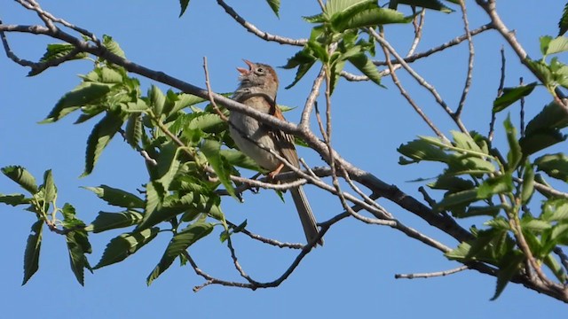 Field Sparrow - ML354483741