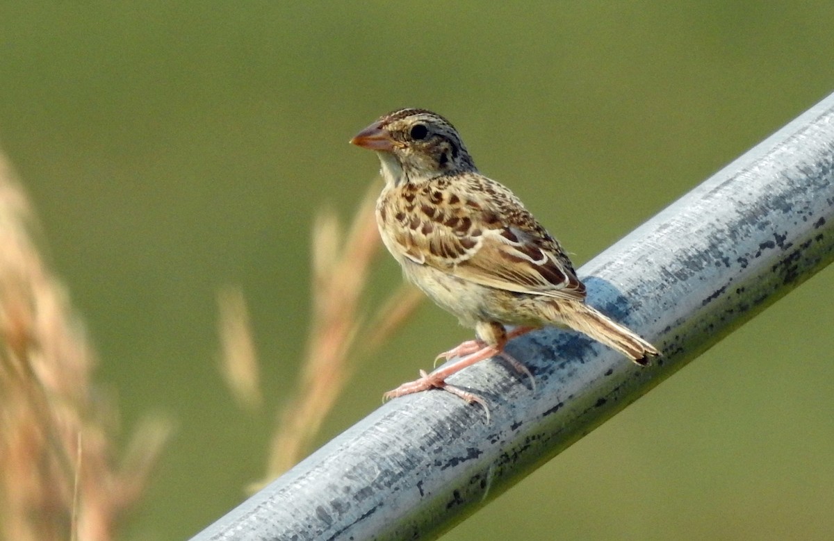 Grasshopper Sparrow - kas dumroese