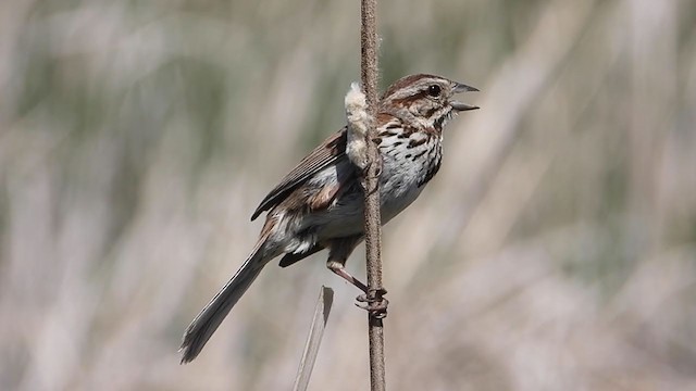 Song Sparrow - ML354484261
