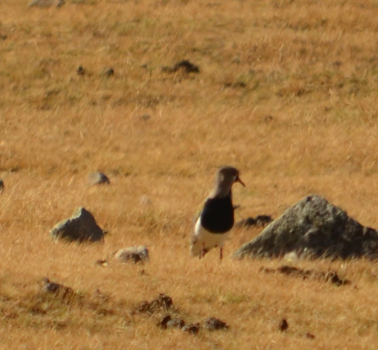 Southern Lapwing - Viviana Fuentes